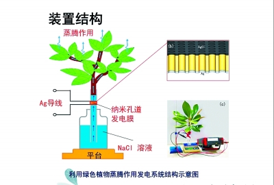 活用LED 树叶发电 白天蓄积太阳能 夜间用来点路灯